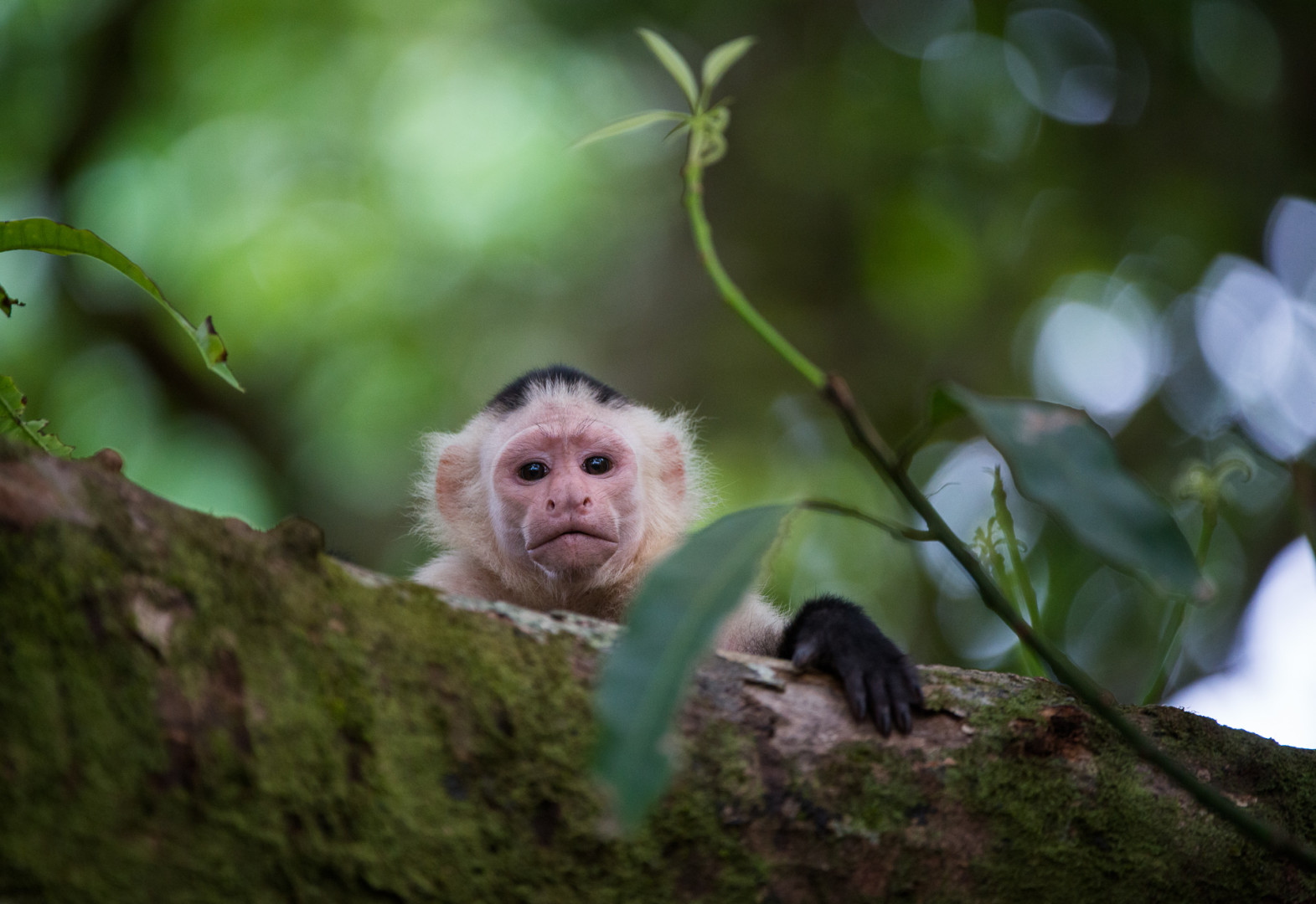 White Capuchin Monkey, Drake Bay, Costa Rica