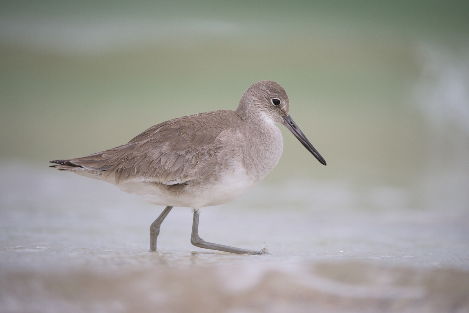Willet, Saint Andrews State Park, Panama City Beach, Florida