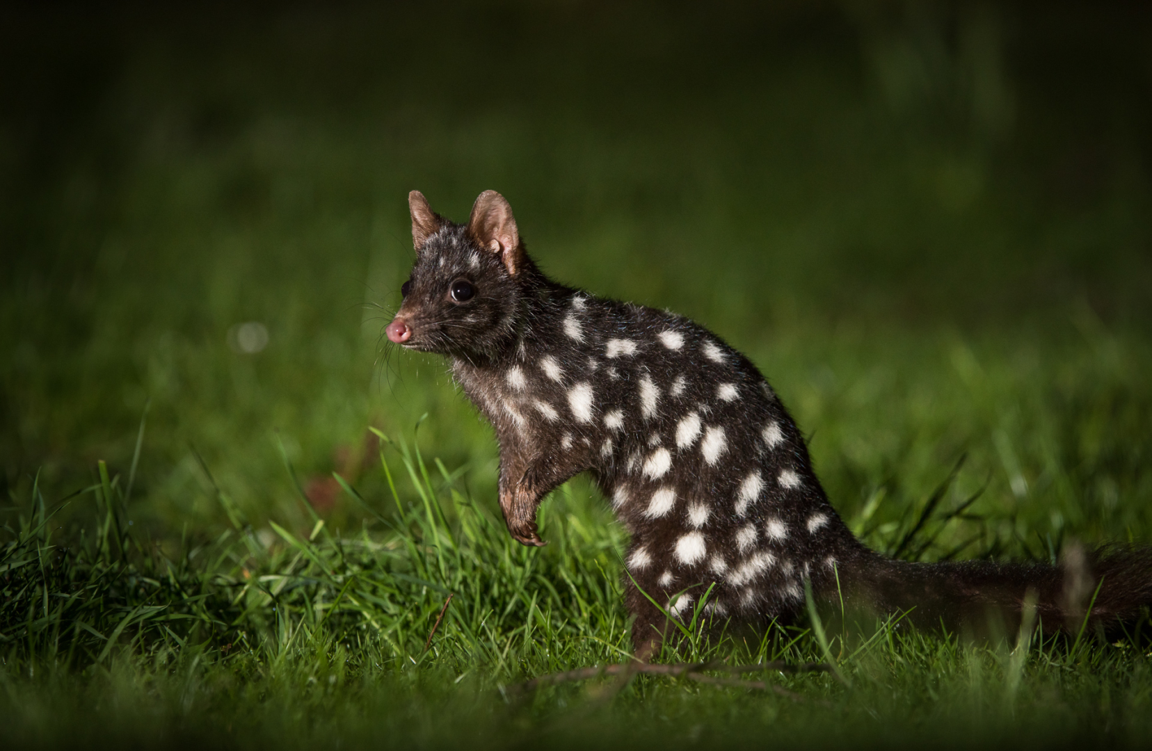 Eastern Quoll, Northeast Tasmania, Australia