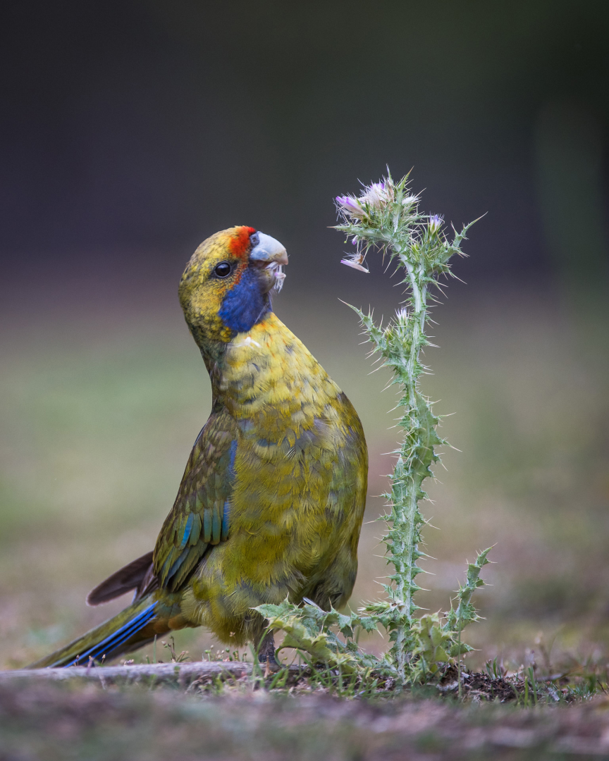 Green Rosella, Maria Island, Tasmania, Australia