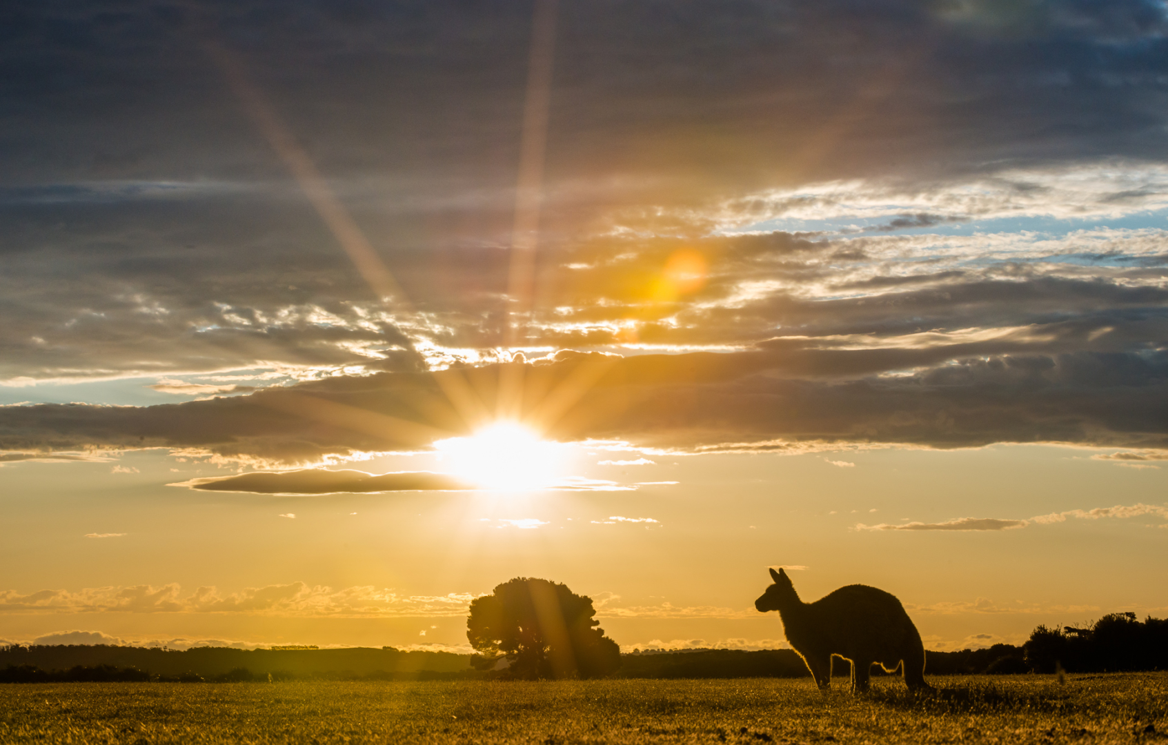 Eastern Grey Kangaroo and Setting Sun, Narawntapu National Park, Tasmania, Australia