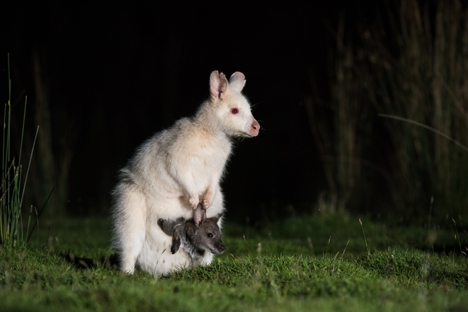 Albino Bennett's Wallaby with Joey, Bruny Island, Tasmania