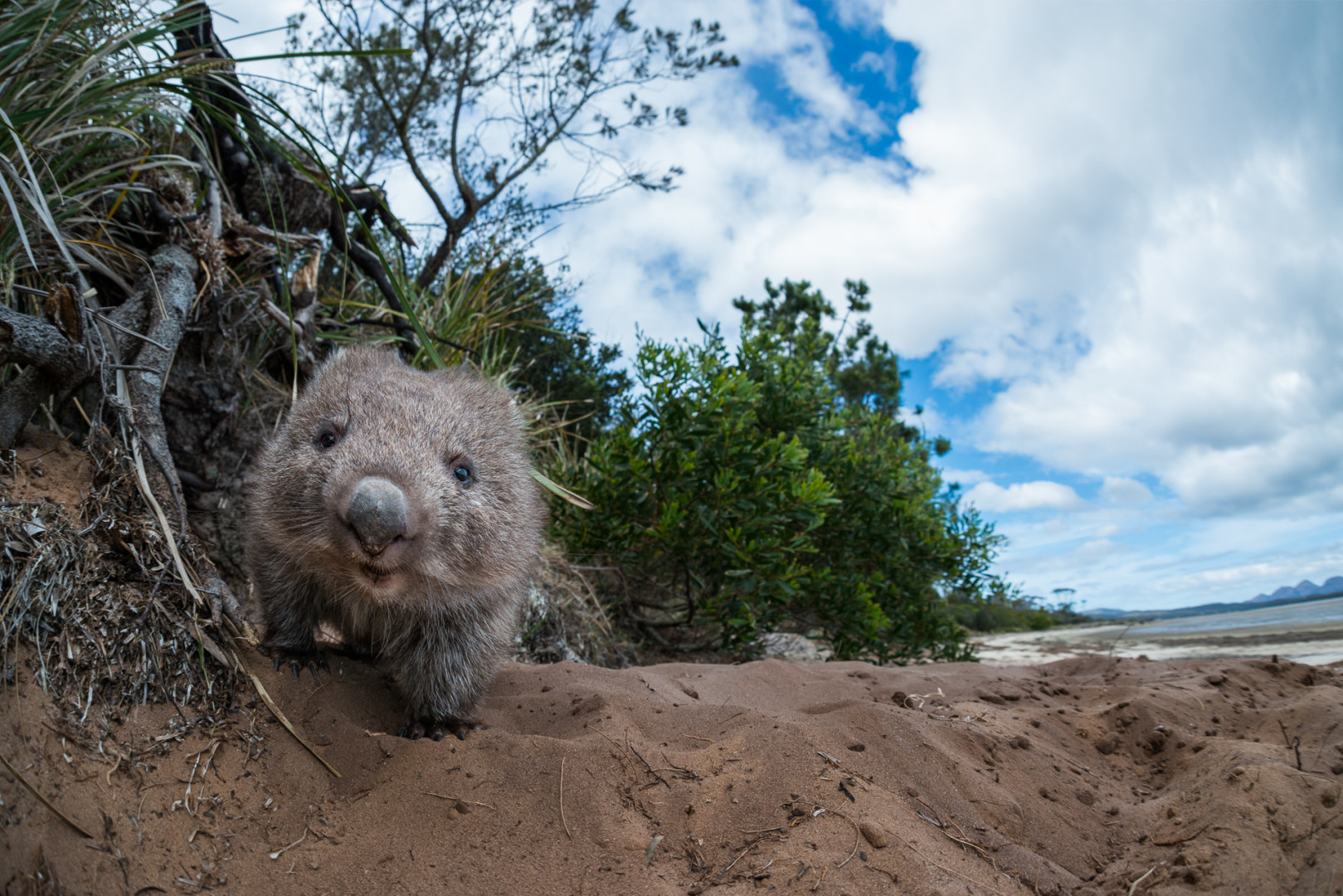 Wombat, Coles Bay, Tasmania