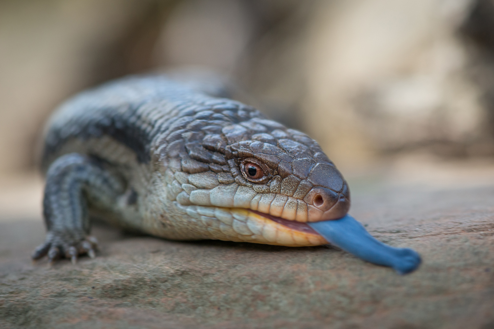 Blotched Blue-Tongued Lizard, Bonorong Wildlife Sanctuary, Tasmania, Australia