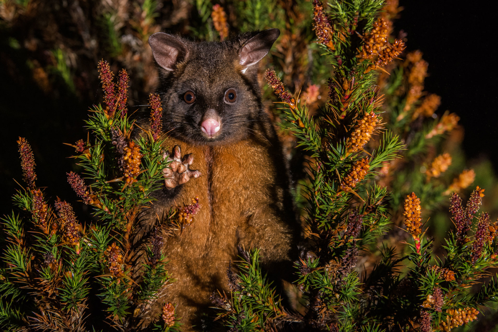Common Brushtail Possum, Cradle Mountain National Park, Tasmania, Australia