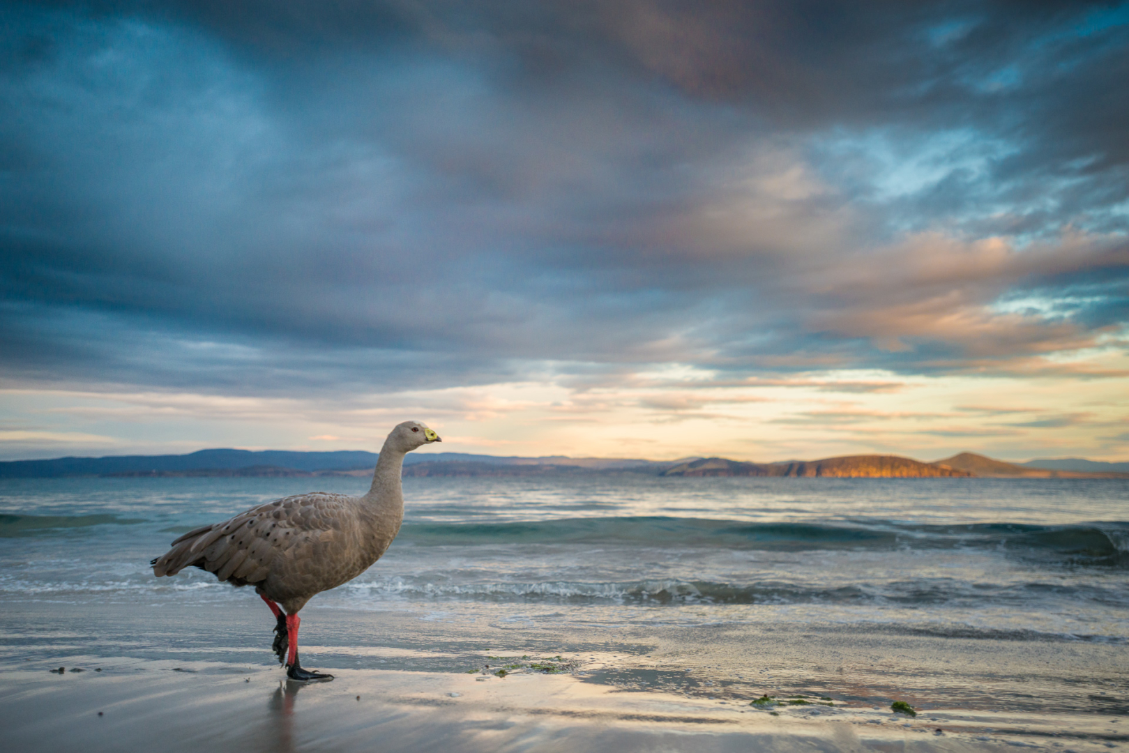 Cape Barren Goose, Maria Island, Tasmania, Australia