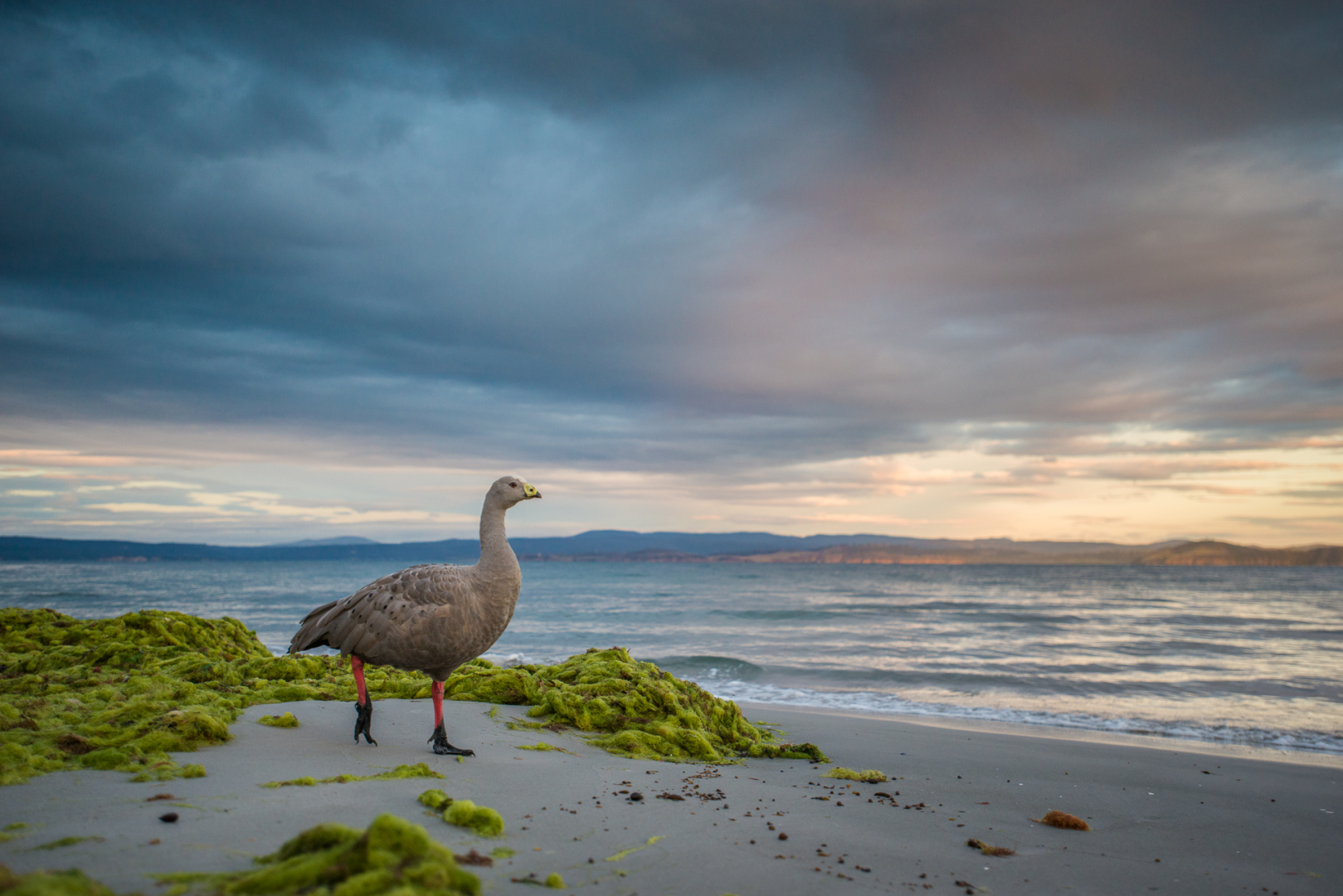 Cape Barren Goose, Maria Island, Tasmania, Australia