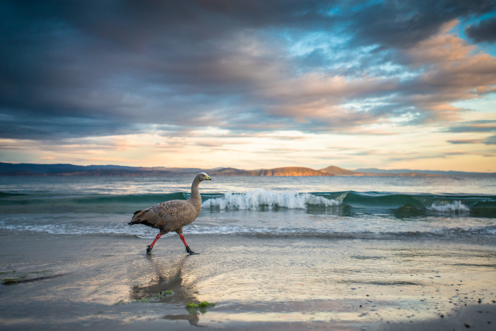 Cape Barren Goose, Maria Island, Tasmania, Australia