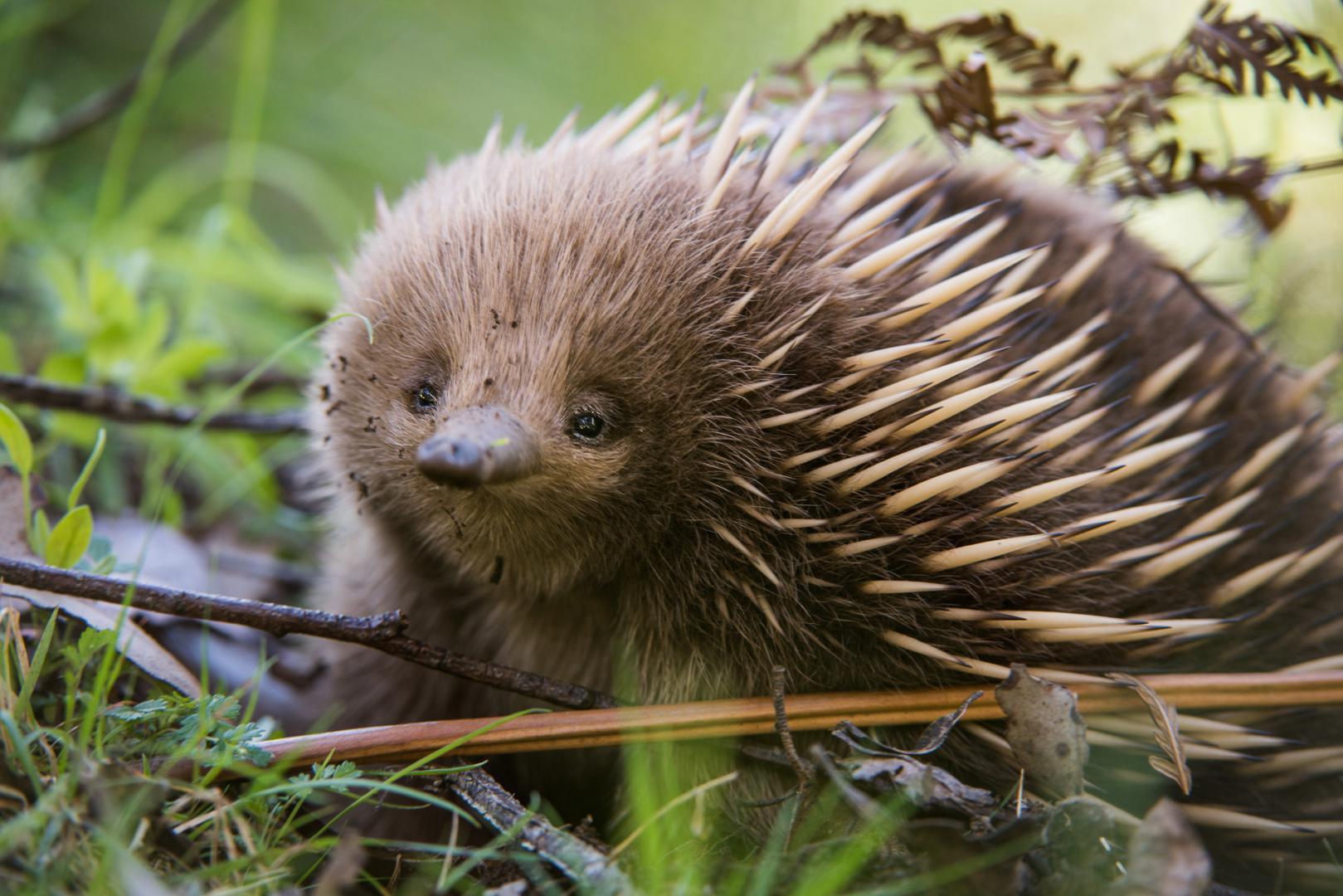 Short-Beaked Echidna, Northeast Tasmania, Australia