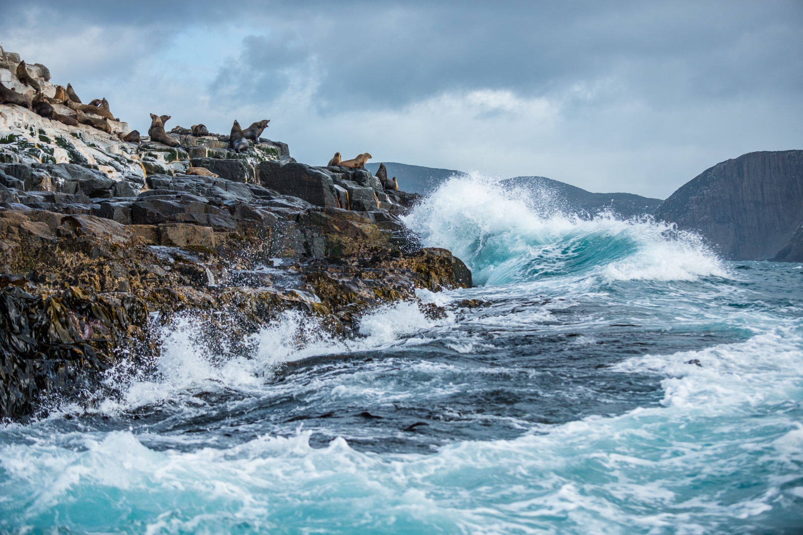 New Zealand Fur Seals, Bruny Island, Tasmania, Australia