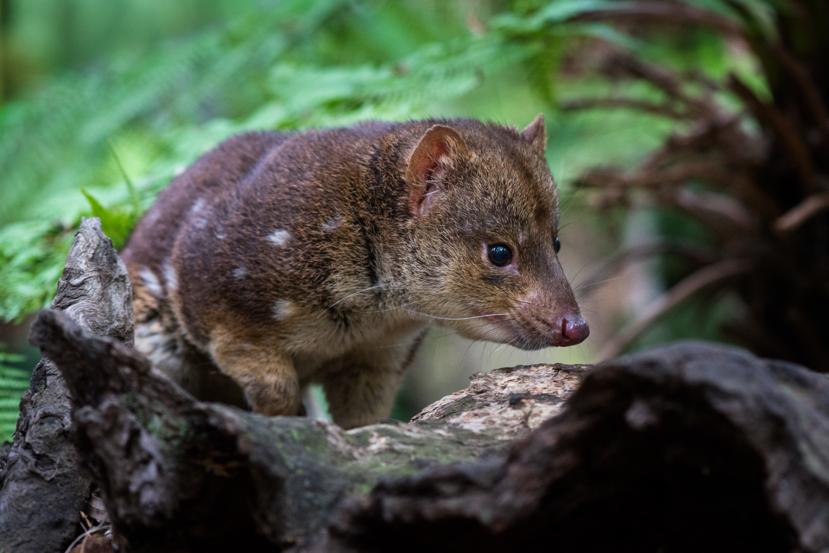 Spotted Tail Quoll, Bonorong Wildlife Sanctuary, Tasmania, Australia