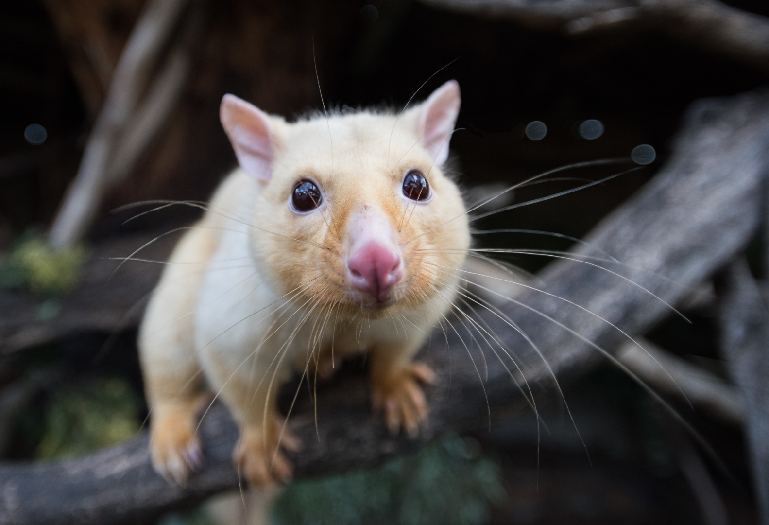 Golden Brushtail Possum, Bonorong Wildlife Sanctuary, Tasmania, Australia