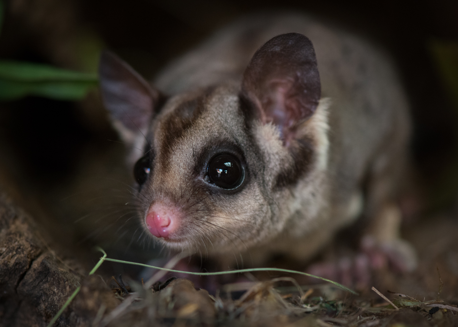Sugar Glider, Bonorong Wildlife Sanctuary, Tasmania