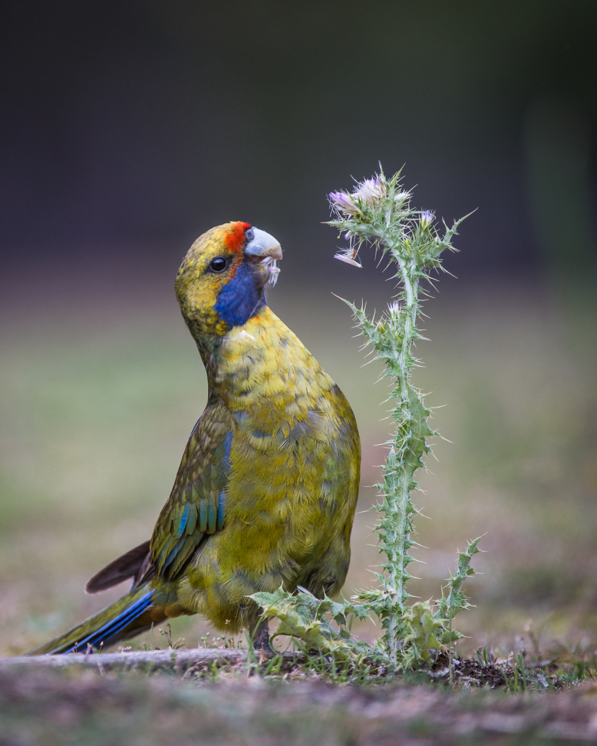 Green Rosella, Tasmania