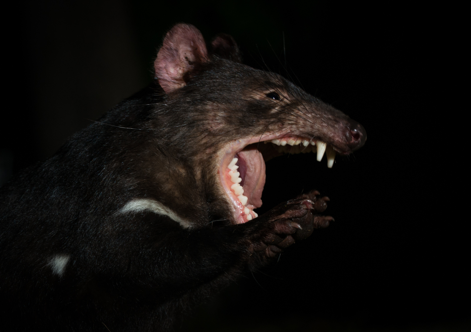 Tasmanian Devil, Maria Island, Tasmania, Australia