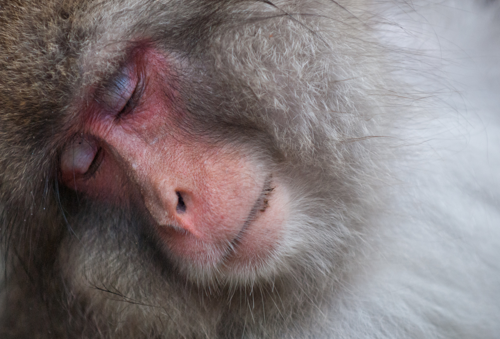 Sleeping Snow Monkey, Jigokudani Spring, Nagano, Japan