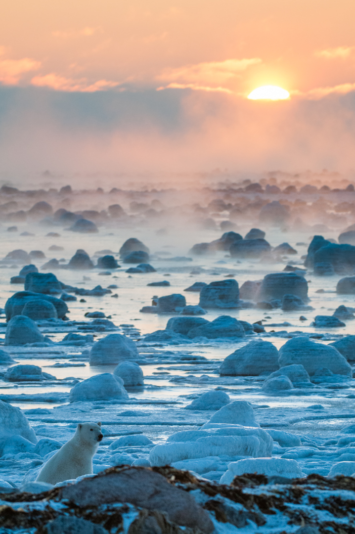 Polar Bear, Seal River, Manitoba, Canada