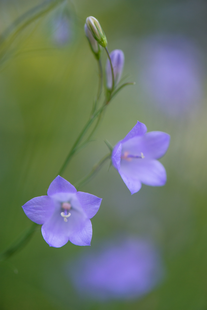 Purple Harebell Flowers, Minnesota