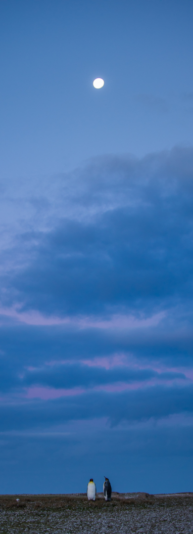 King Penguins and Moon, Volunteer Point, Falkland Islands