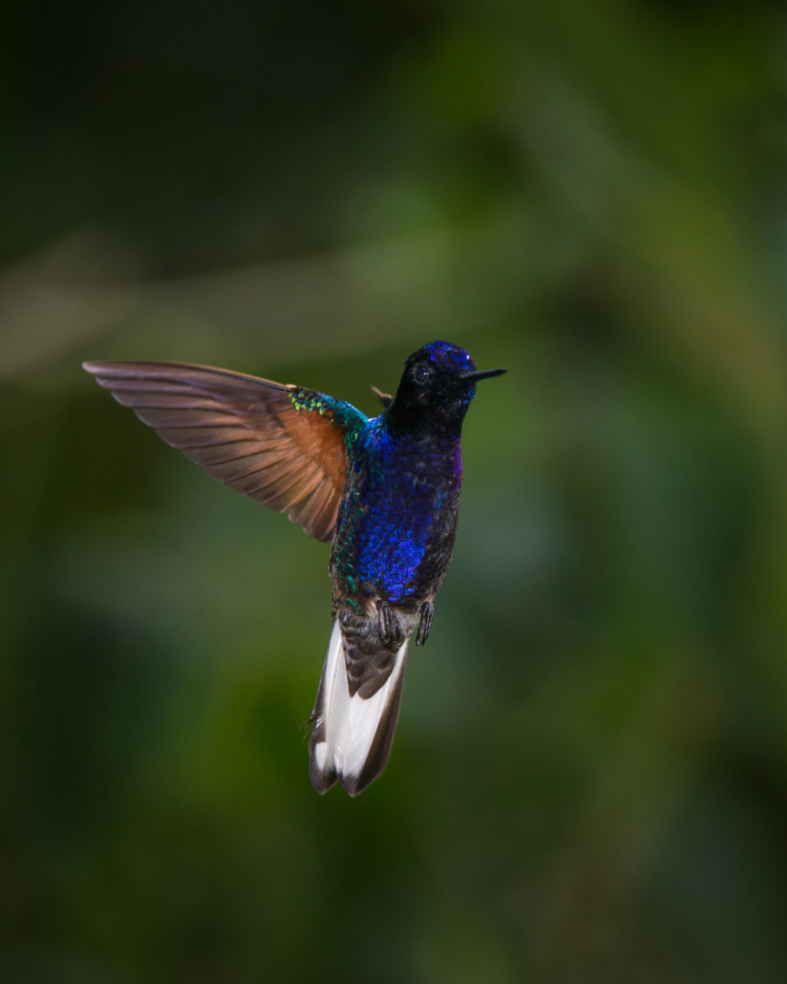 Velvet Purple Coronet, Mashpi Cloud Forest, Ecuador