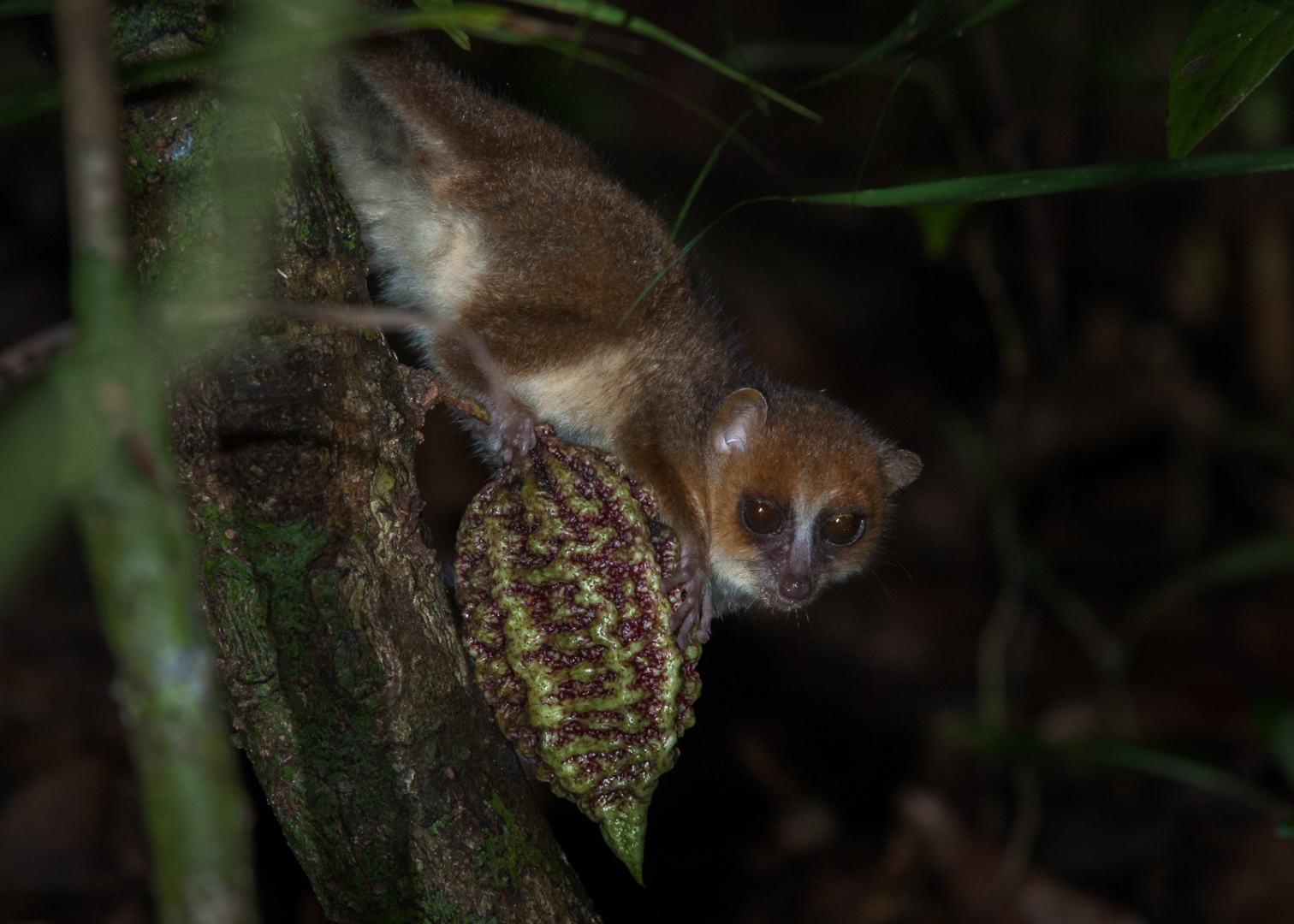 Brown Mouse Lemur, Nosy Mangabe, Madagascar