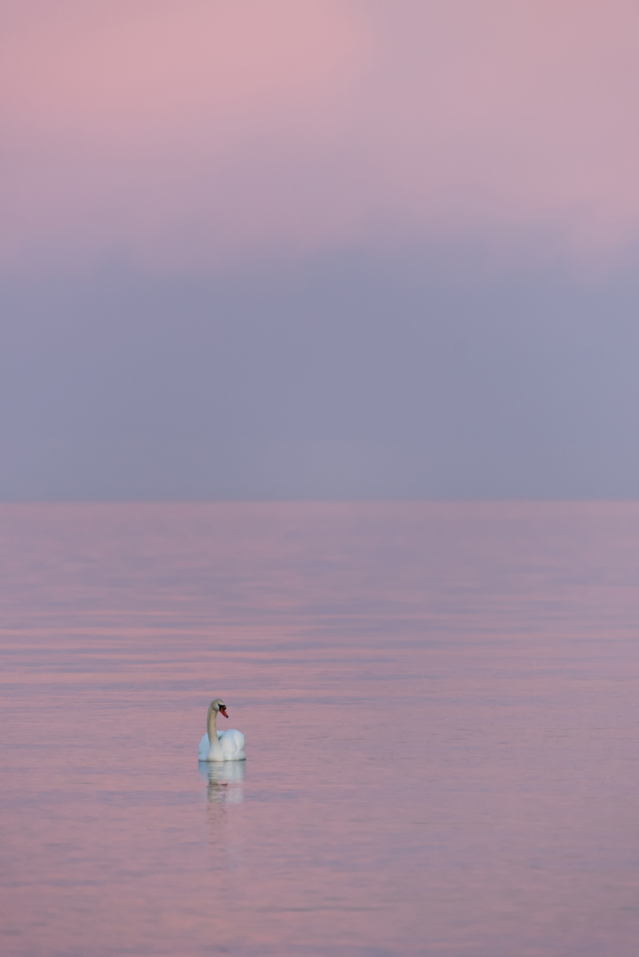 Mute Swan, Humber Bay Park, Toronto, Ontario, Canada