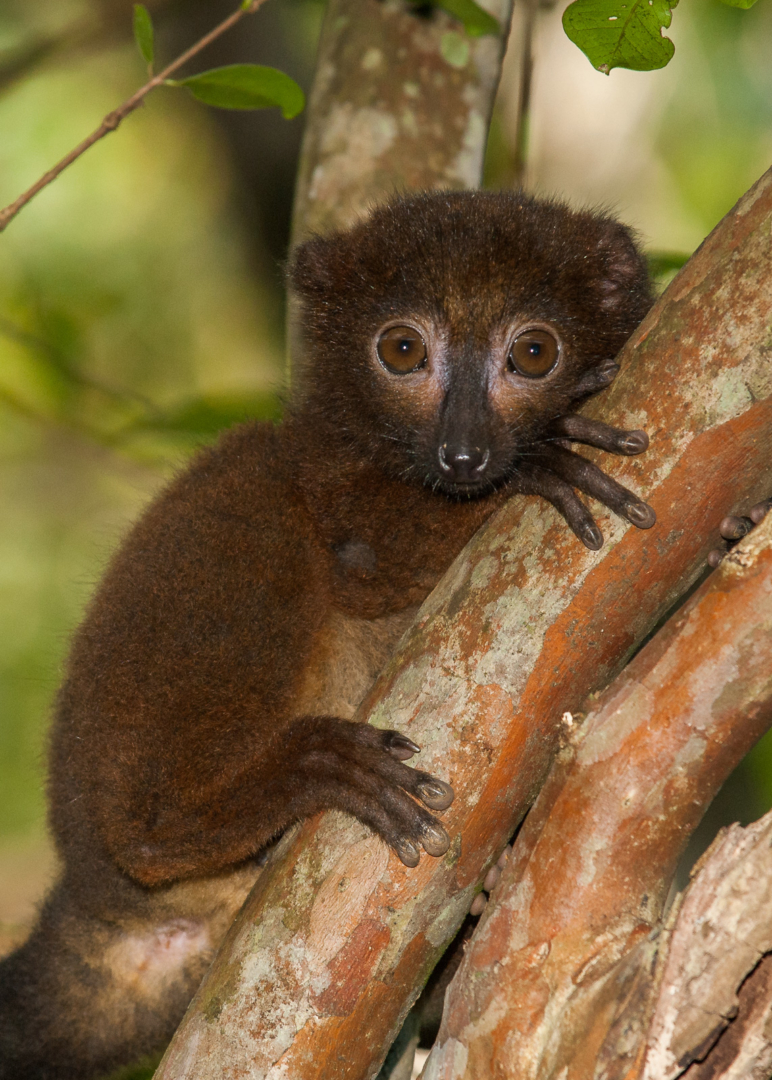 Red Bellied Lemur, Parc Ivoloina, Madagascar