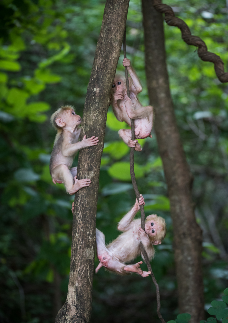 Stump-Tailed Macaques, Malay Peninsula, Thailand