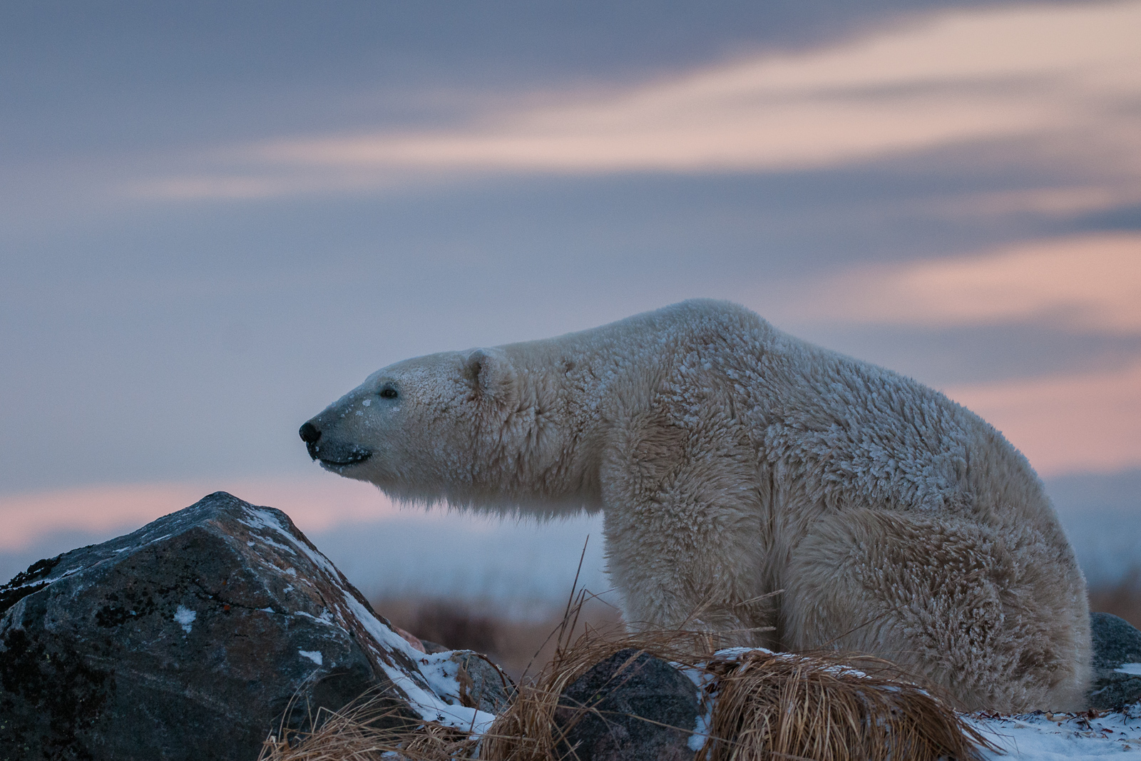 Polar Bear, Seal River, Manitoba, Canada