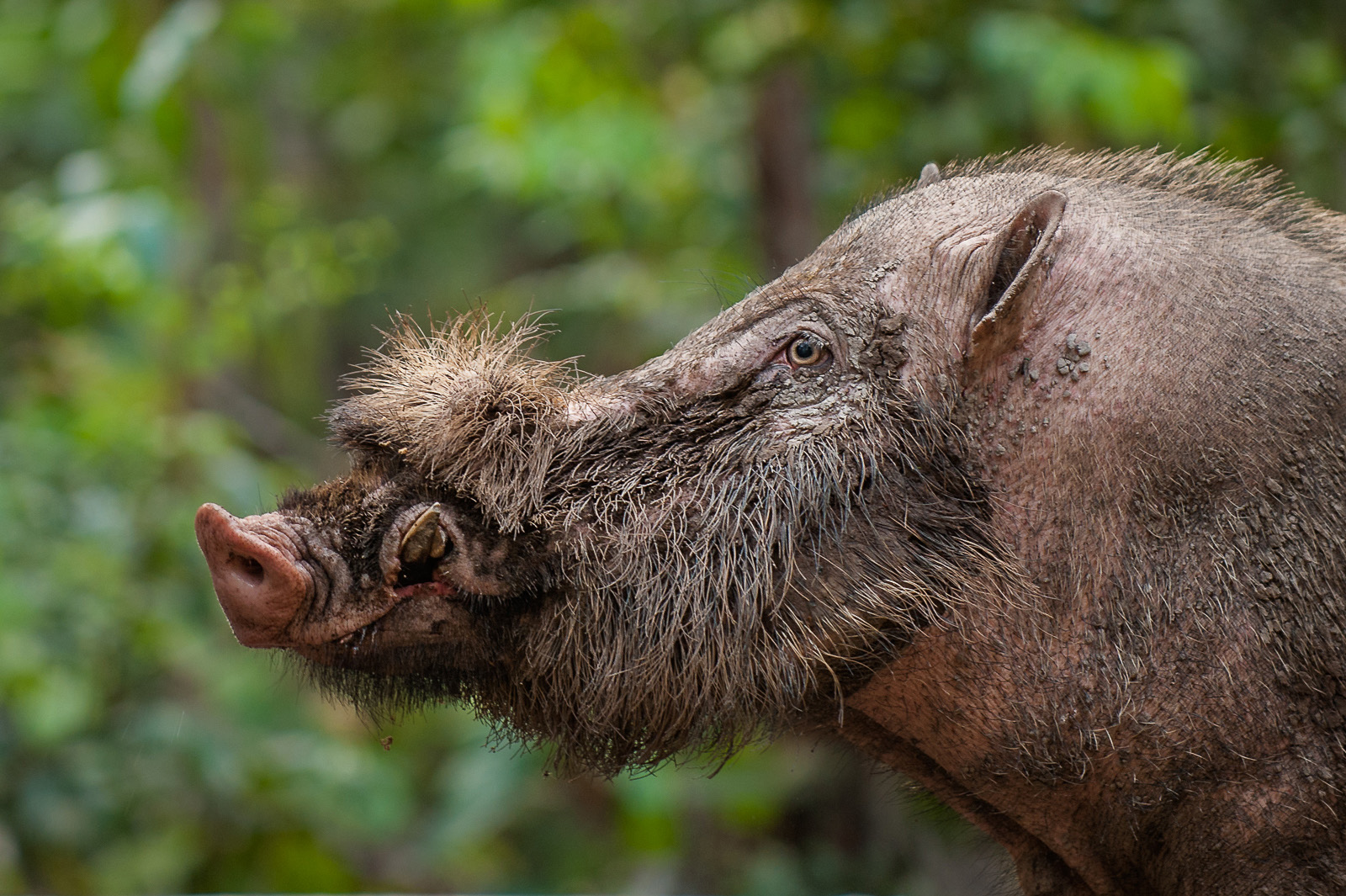 Bearded Pig, Tanjung Puting National Park, Indonesia