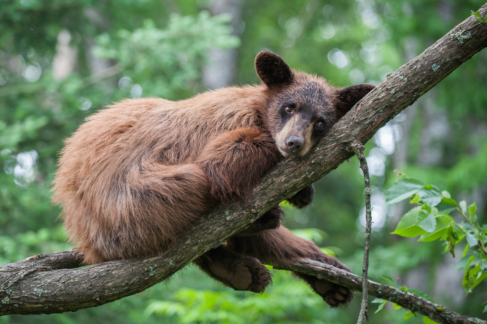 Black Bear, Orr, Minnesota