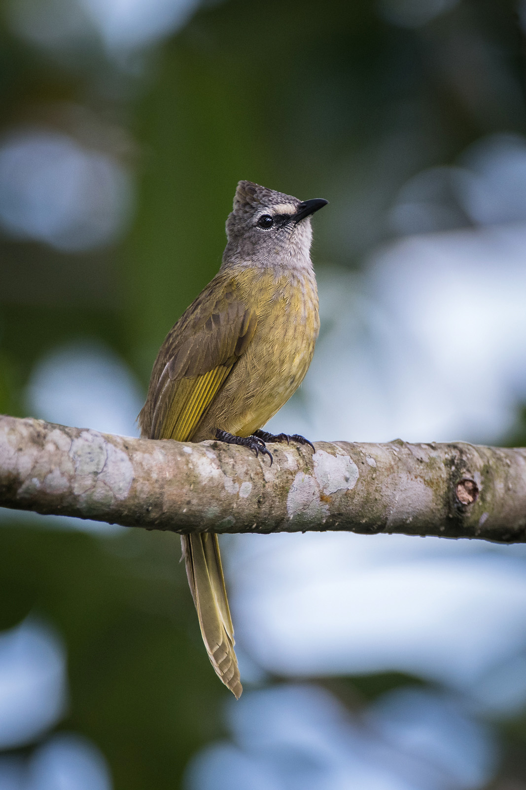 Flavescent Bulbul, Kaeng Krachan National Park, Thailand