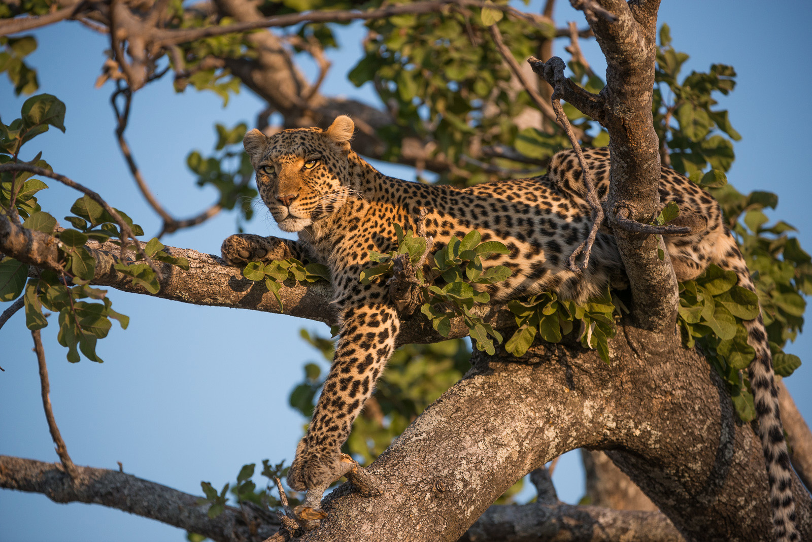 Leopard in Tree, Linyanti, Botswana