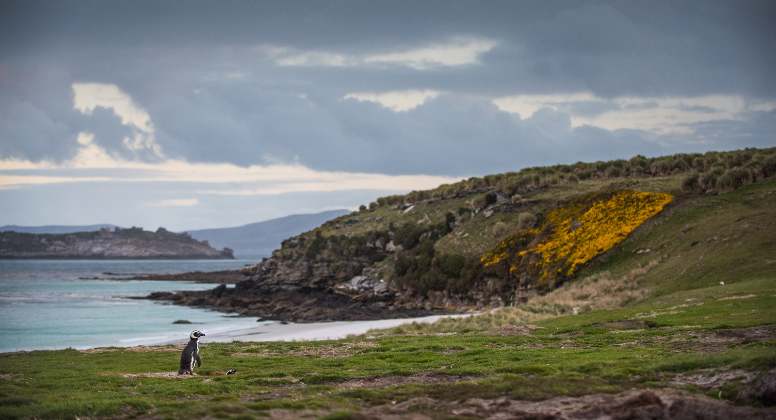 Magellanic Penguins, Carcass Island, Falkland Islands
