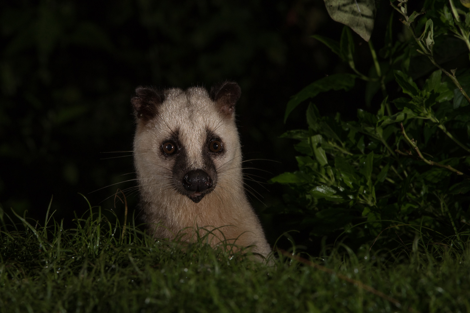 Masked Palm Civet, Kaeng Krachan National Park, Thailand