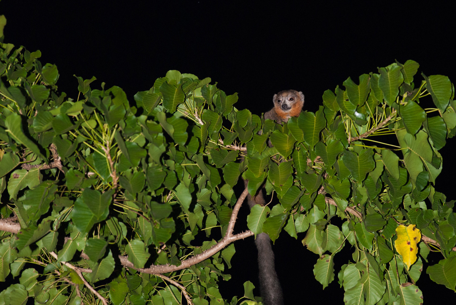 Mongoose Lemur, Ankarafantsika National Park, Madagascar