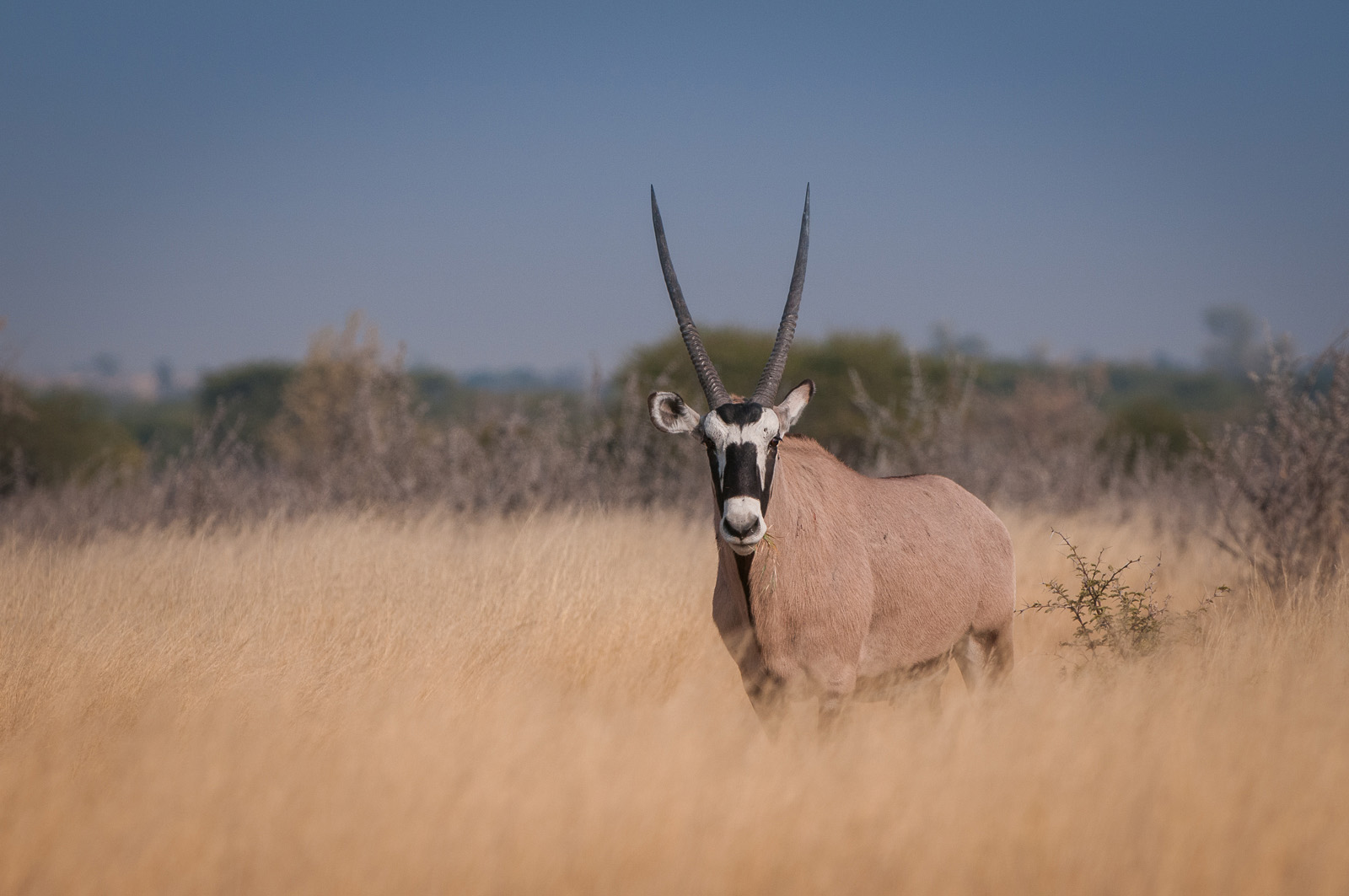 Oryx, Central Kalahari Game Reserve, Botswana