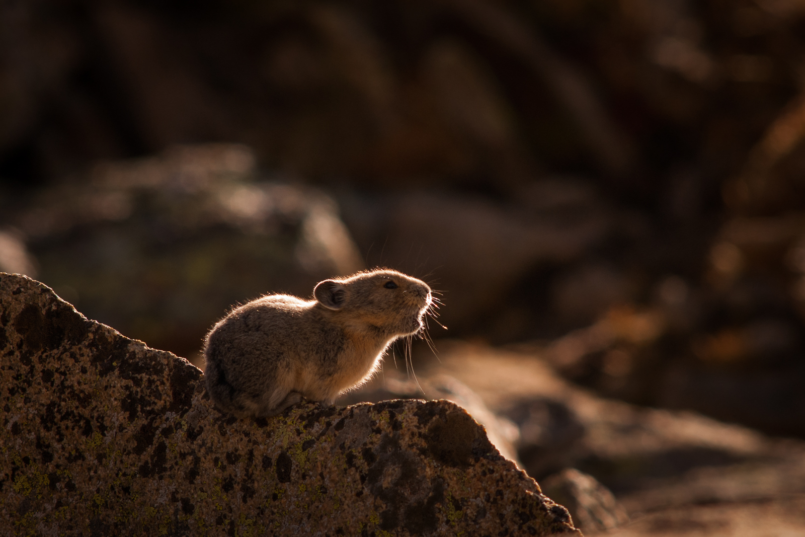 Pika, Rocky Mountain National Park, Colorado