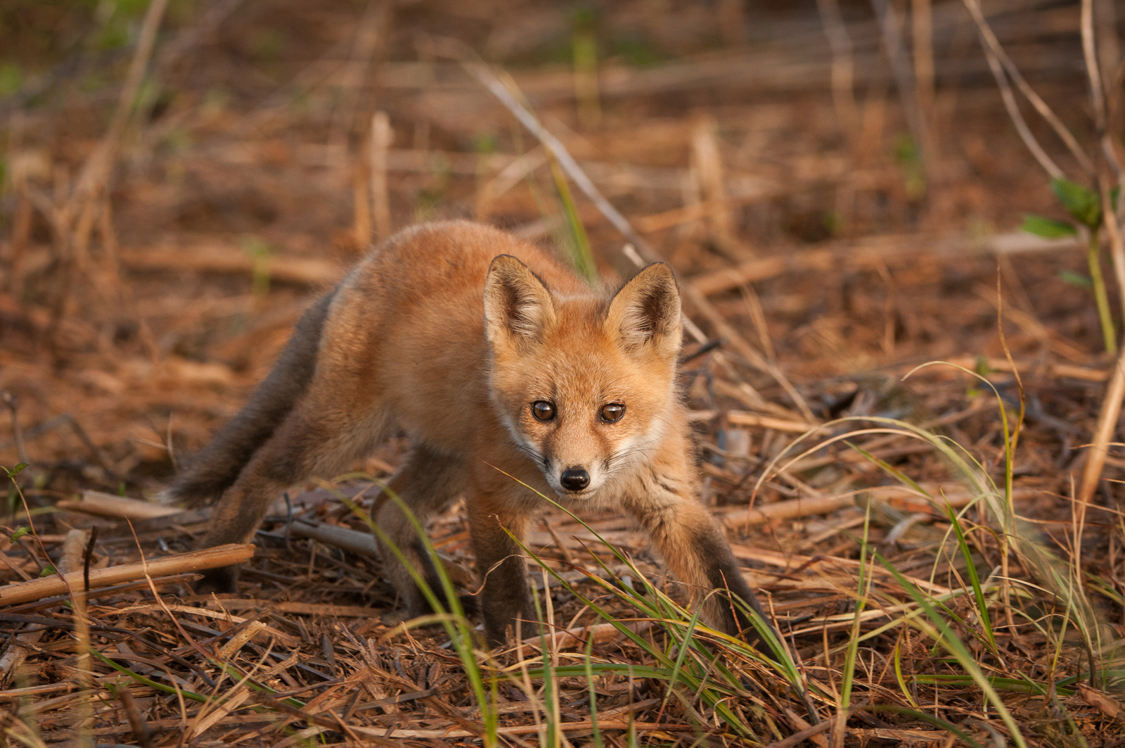 Red Fox Pup, Bombay Hook National Wildlife Refuge, Delaware
