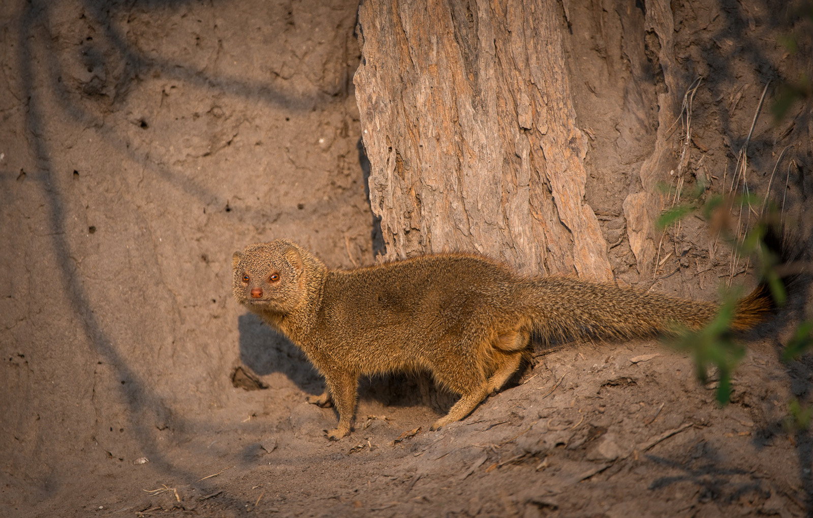 Slender Mongoose, Linyanti, Botswana
