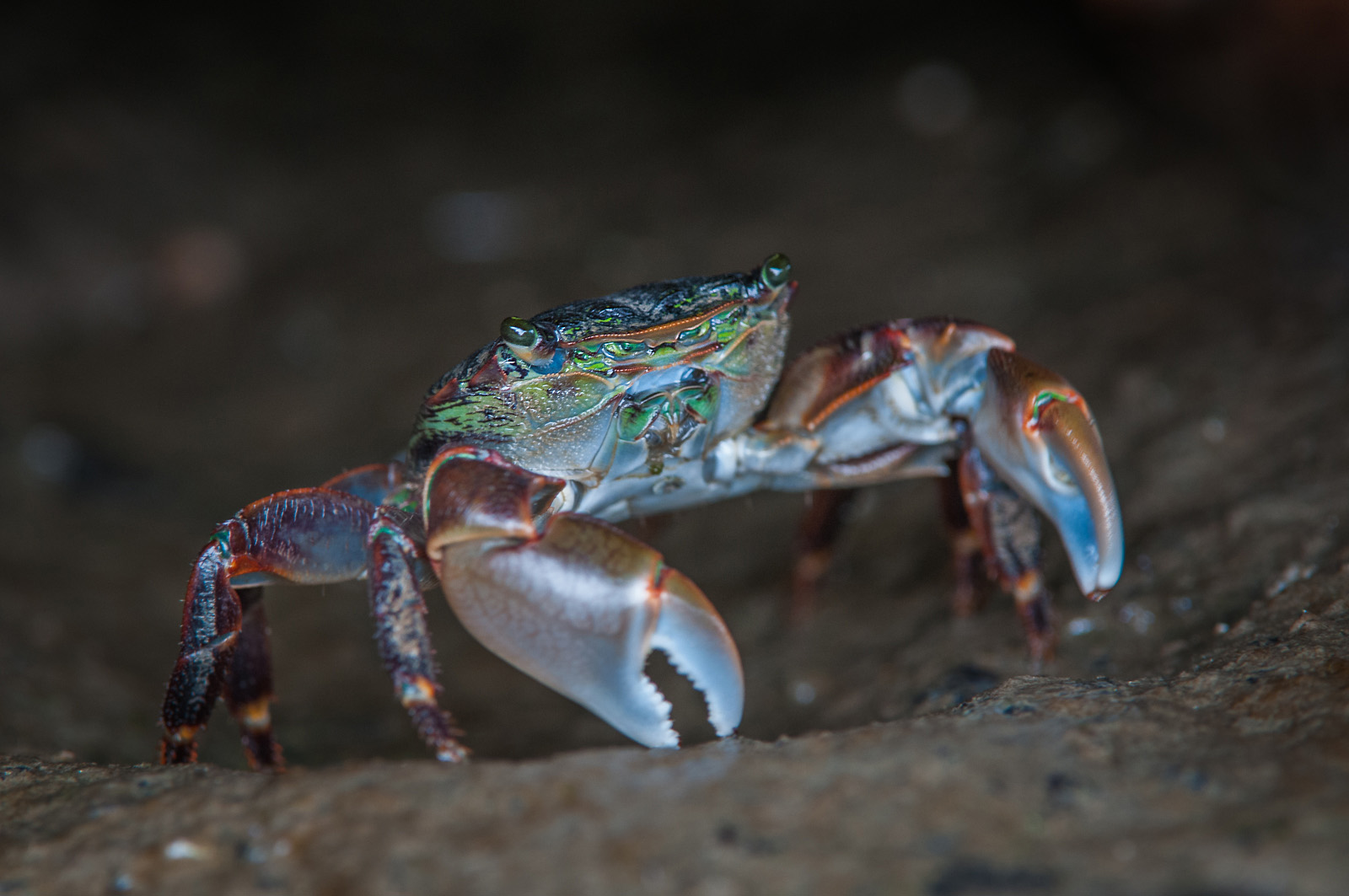 Striped Shore Crab, Moss Landing, California