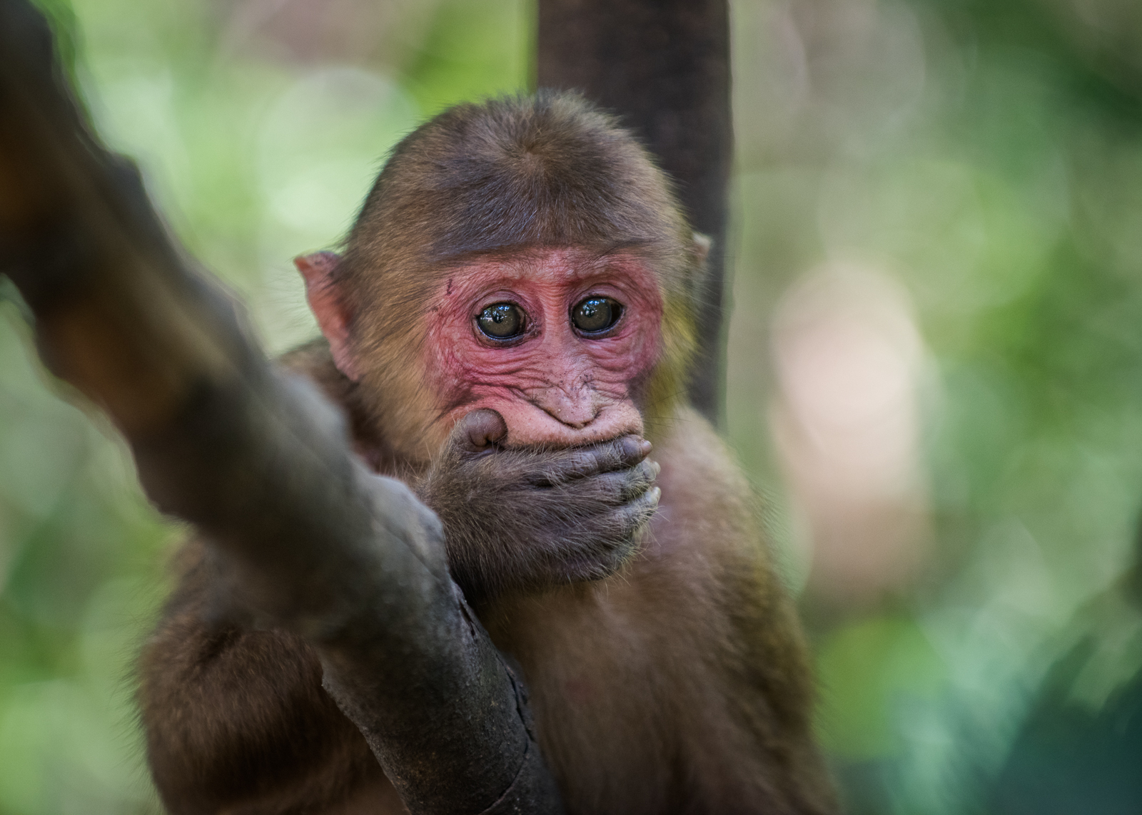 Stump-Tailed Macaque, Malay Peninsula, Thailand