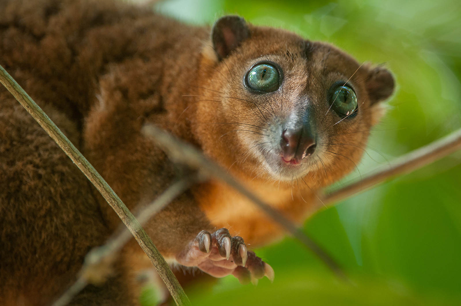 Sulawesi Dwarf Cuscus, Tangkoko National Park, Sulawesi, Indonesia