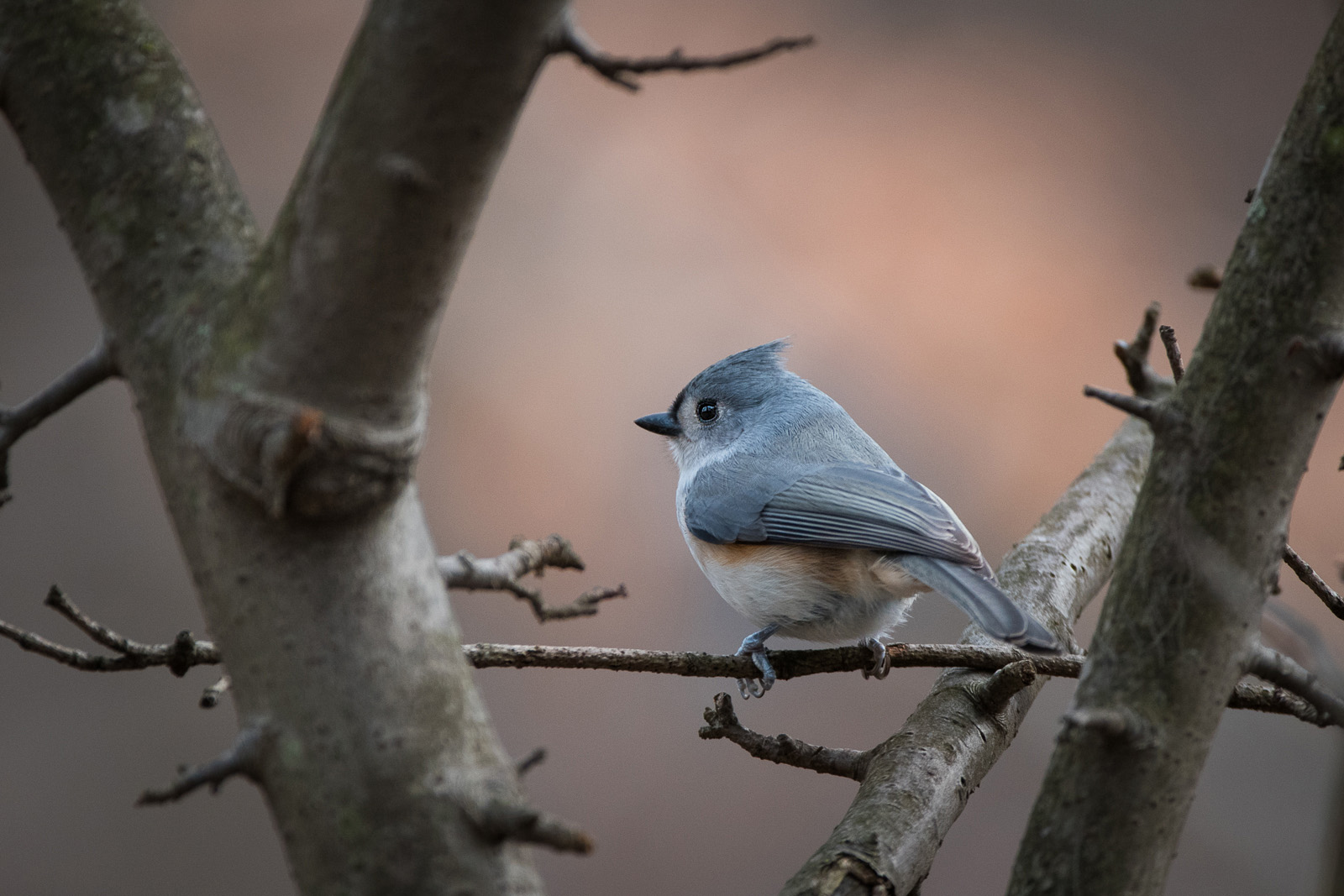 Tufted Titmouse, Scarsdale, New York