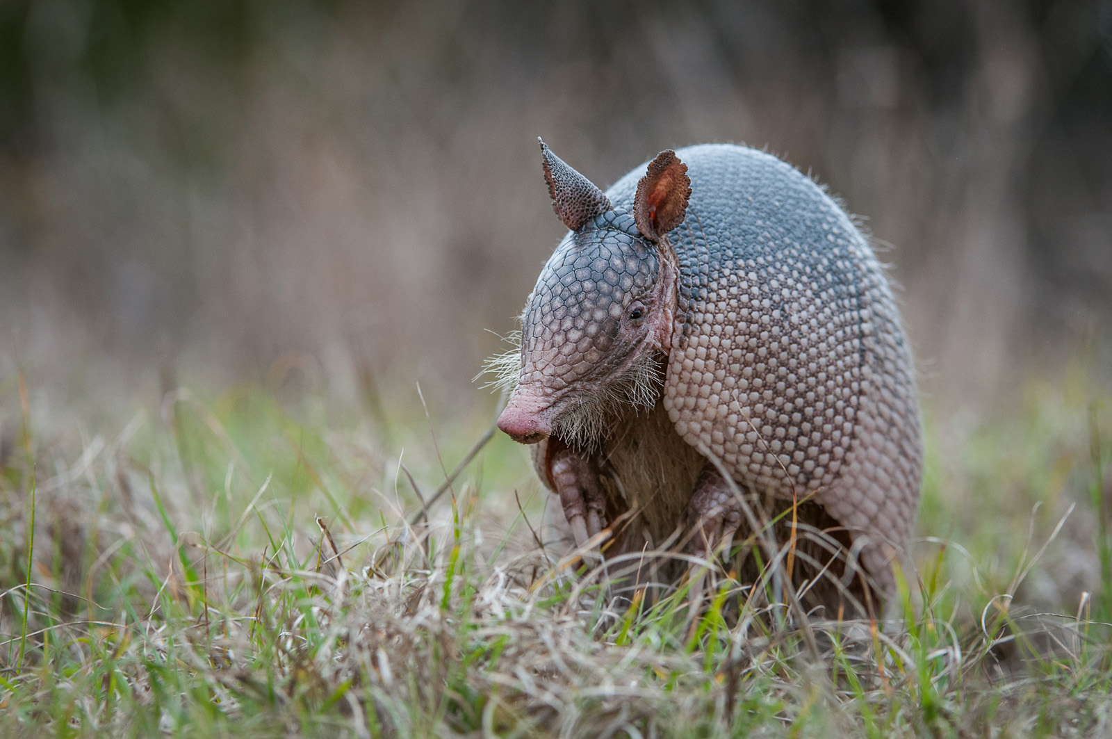 Nine-Banded Armadillo, Merritt Island, Florida