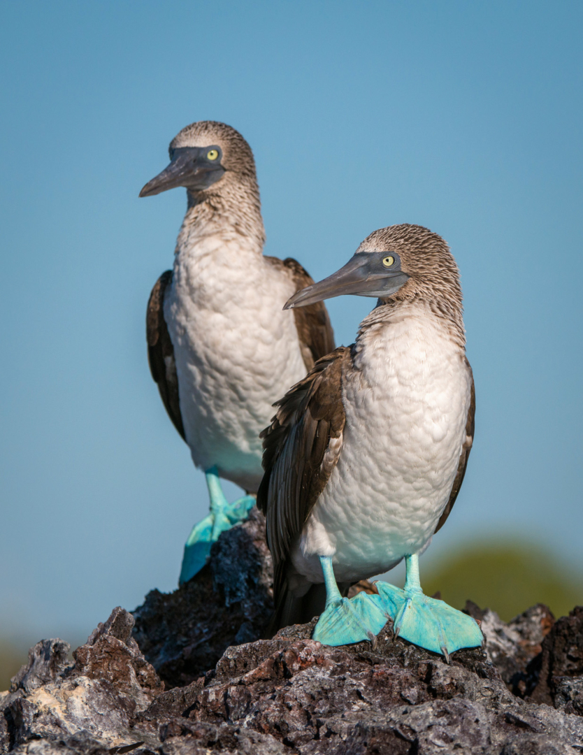 Blue Footed Boobies, Isabella Island, Galapagos Islands, Ecuador