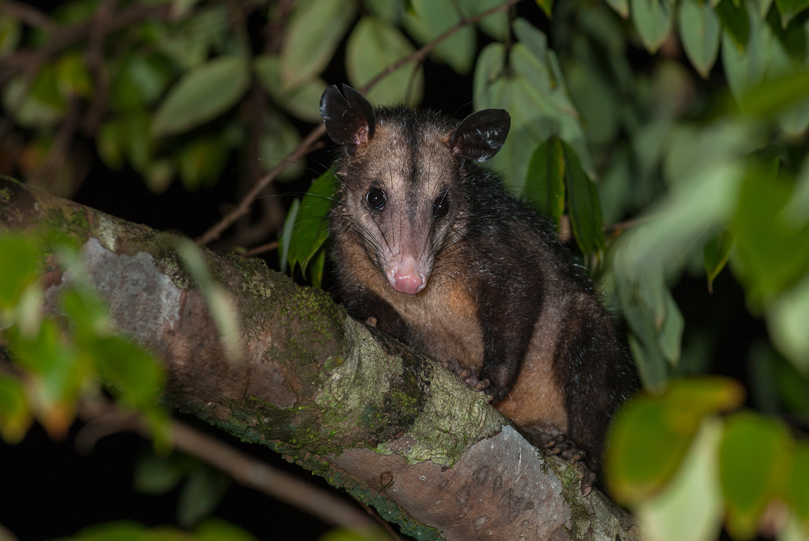 Common Opossum, Pavones, Costa Rica