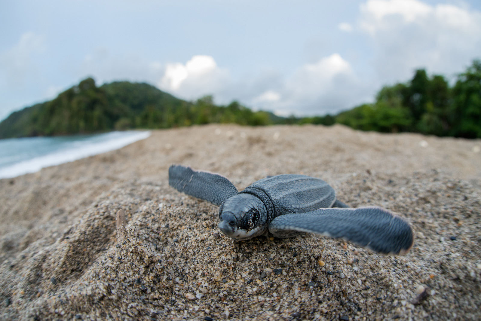 Leatherback Hatchling, Grande Riviere, Trinidad