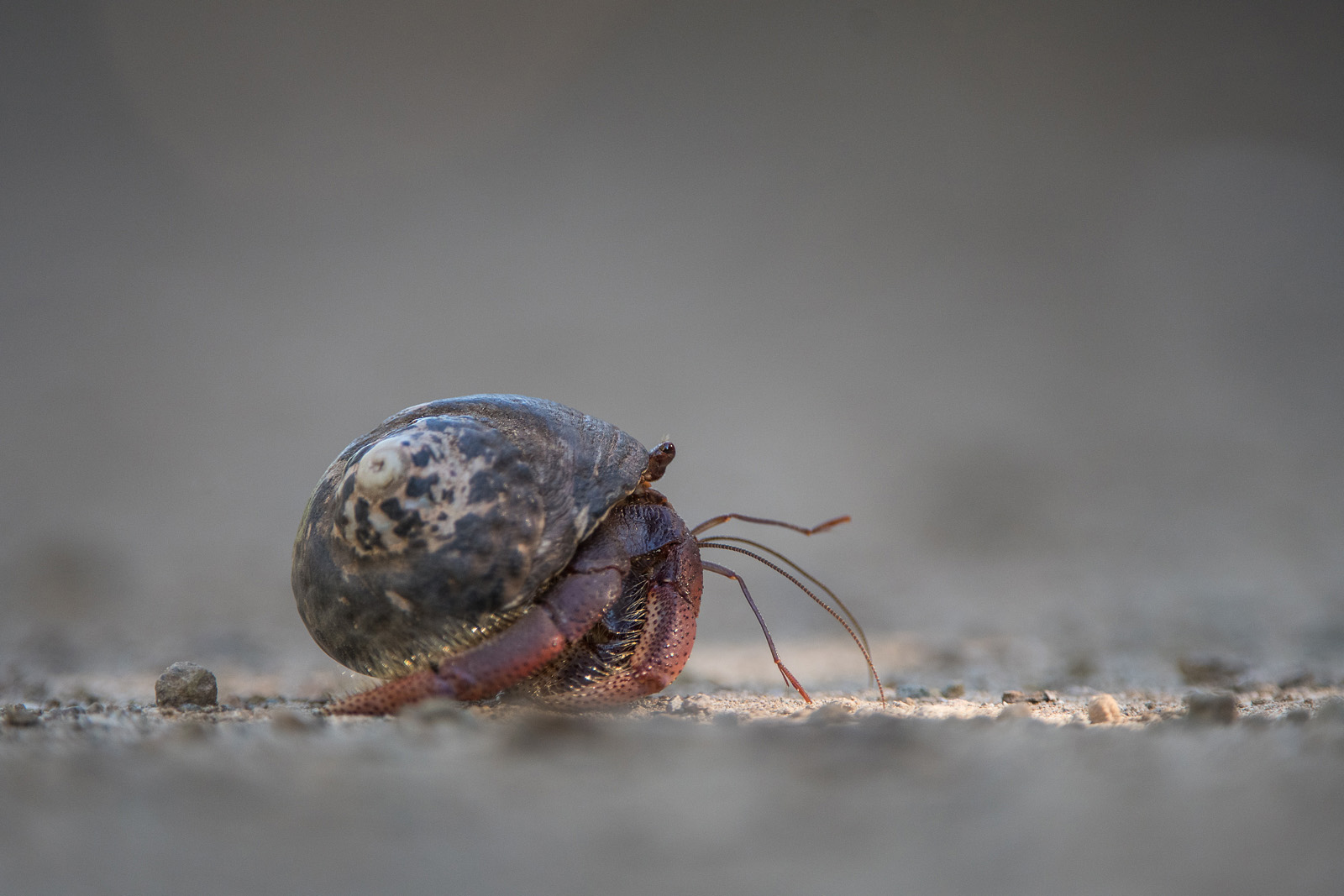 Hermit Crab, Colombier Beach, Saint Barthelemy