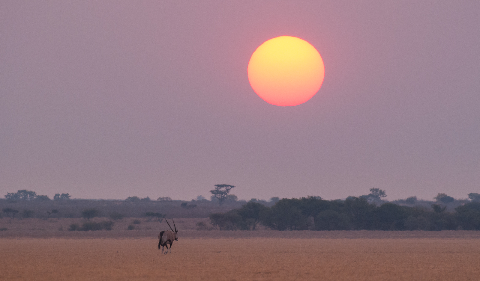 Oryx and Giant Sun, Central Kalahari Game Reserve, Botswana